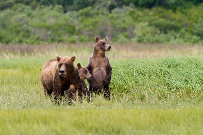 Grizzly Bear Sow And Cubs